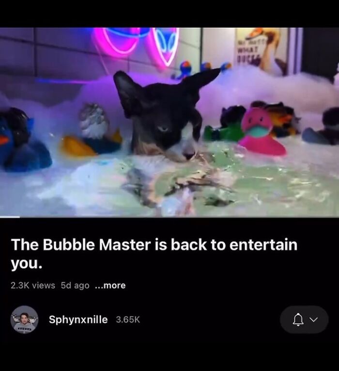 Pets-Rule-The-Universe-Pics