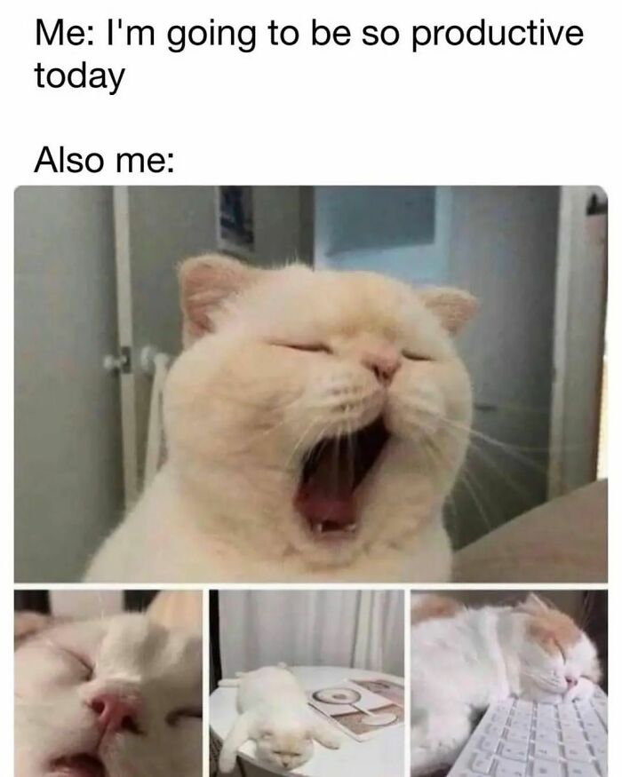 Cat yawning and sleeping in funny relatable memes about procrastination and work productivity struggles.