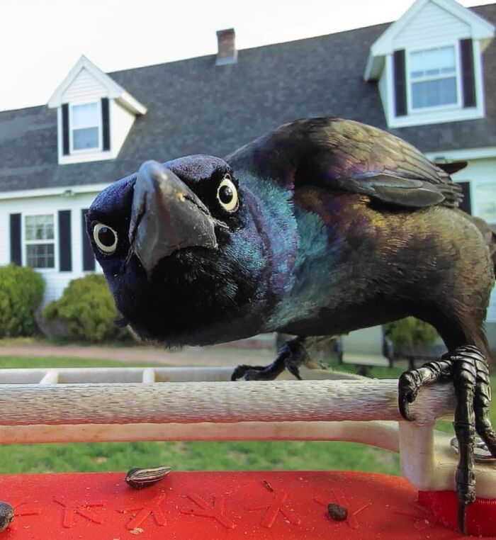 A curious bird with a funny expression perched on a feeder in a suburban garden.