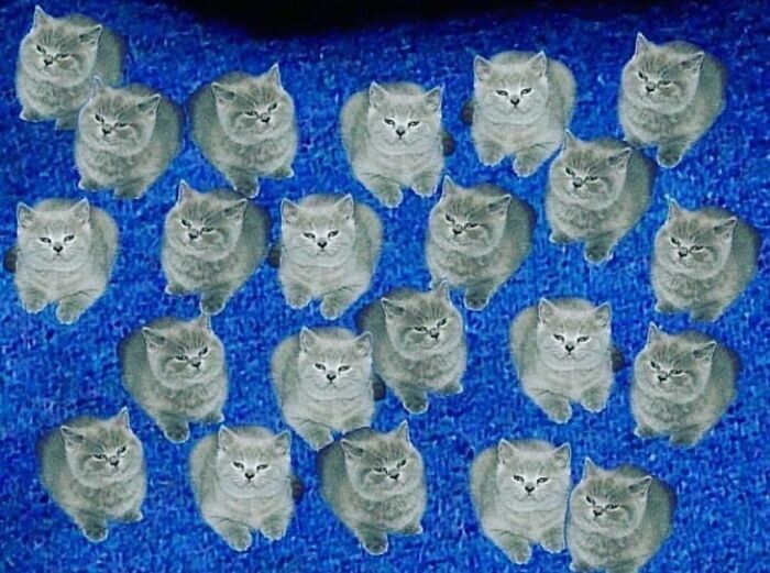 Pets-Rule-The-Universe-Pics