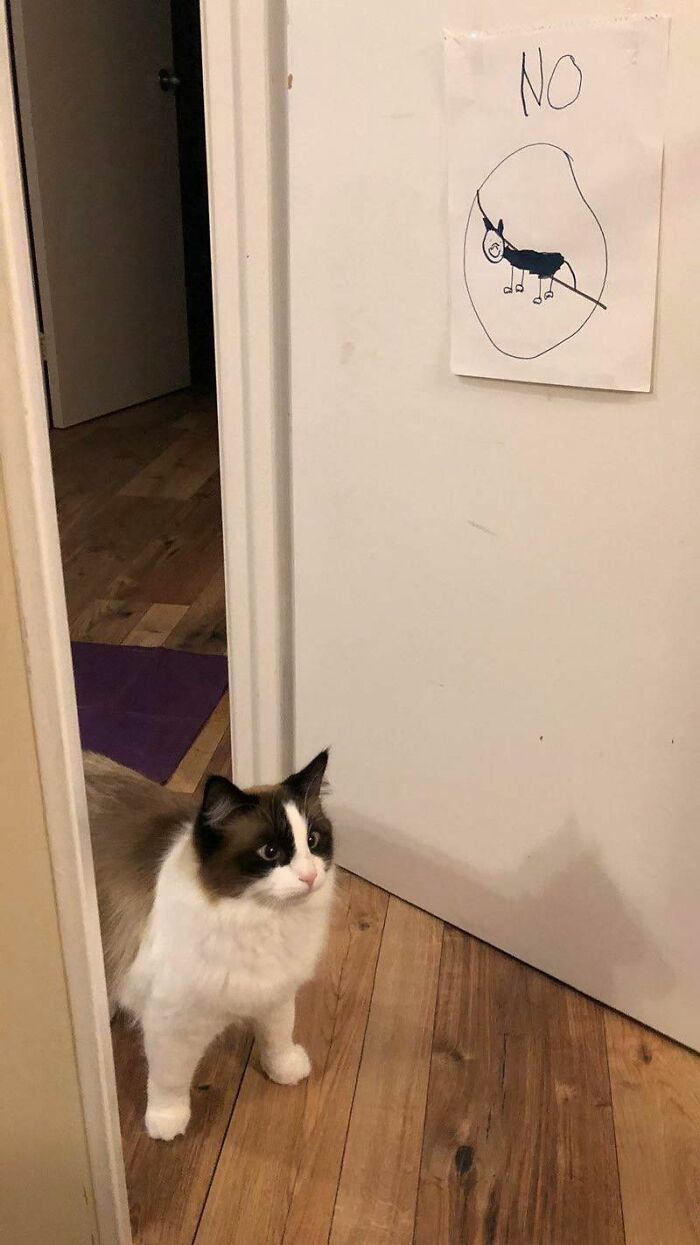 Memes-I-Could-Tag-My-Cat-In-Funny-Pics