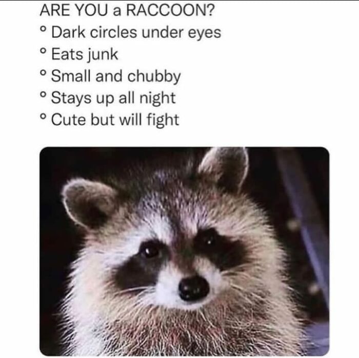 Raccoon meme with text highlighting relatable traits like dark circles, eating junk, and being cute but fierce.