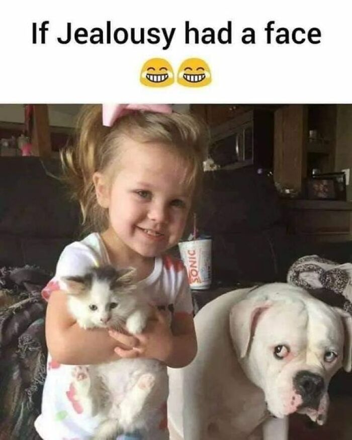 Humorous-Animal-Memes