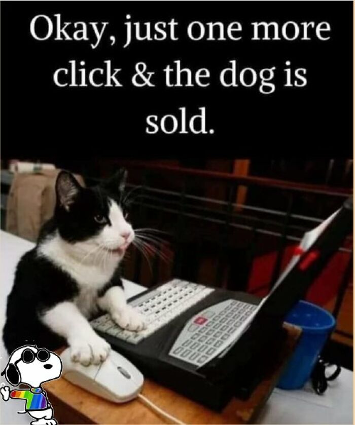 Humorous-Animal-Memes