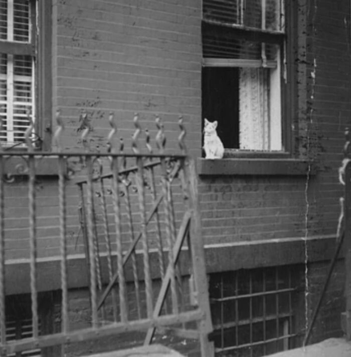 Bodega Cats Of New York Announces Historical Walking Tour For Cat Lovers