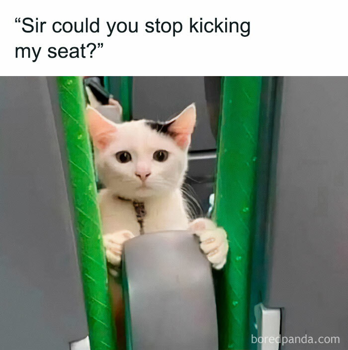 Memes-I-Could-Tag-My-Cat-In-Funny-Pics