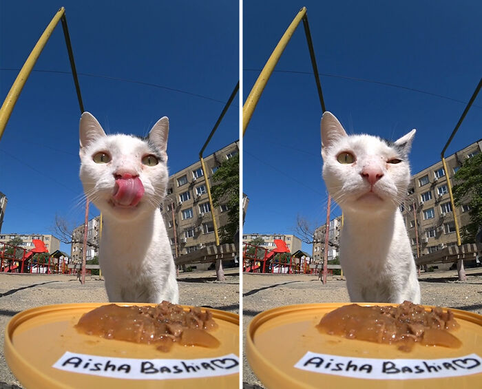 A Man Uses A Drone To Look For Stray Cats And Feed Them (40 Pics + 1 Video)