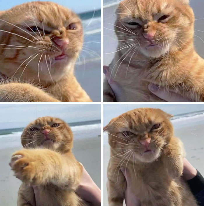 Funny animal expressions of a grumpy cat held on the beach make nature laugh.