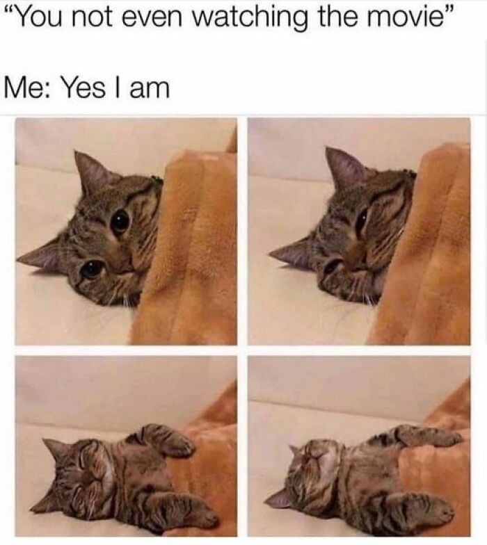 Humorous-Animal-Memes