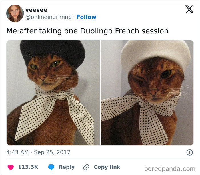 Cat in berets and polka dot scarves, comically embodying Duolingo memes after a French lesson.