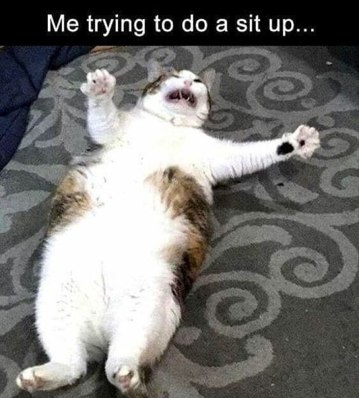 Humorous-Animal-Memes