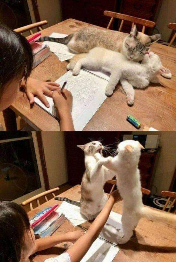 Cats interrupt a child's drawing session, culminating in a playful face-off, creating a relatable scene.