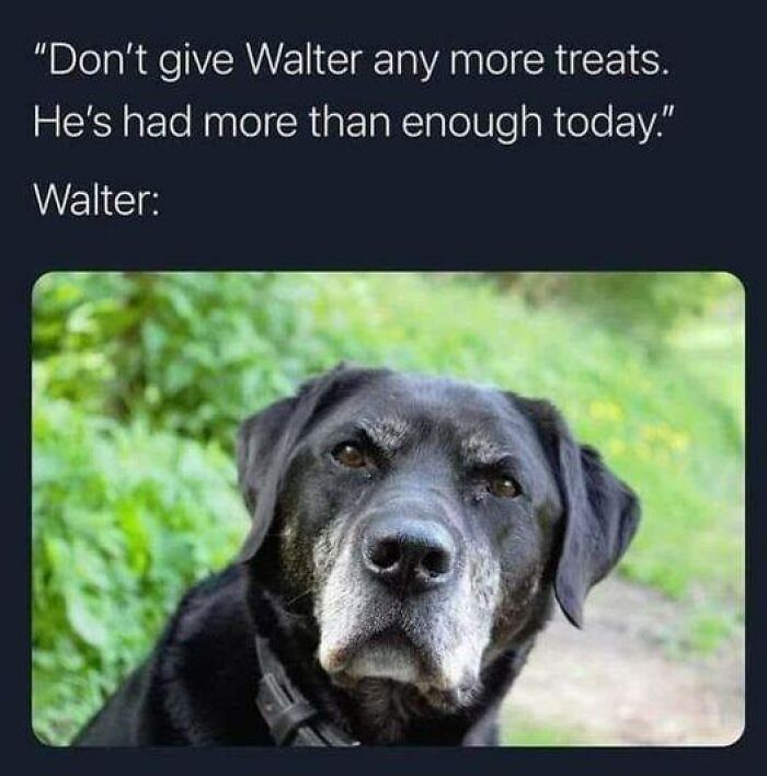 Black dog looking unimpressed, with text humorously implying he's had too many treats today.