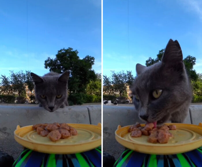 A Man Uses A Drone To Look For Stray Cats And Feed Them (40 Pics + 1 Video)