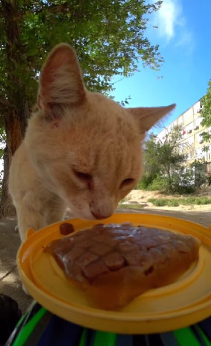 A Man Uses A Drone To Look For Stray Cats And Feed Them (40 Pics + 1 Video)