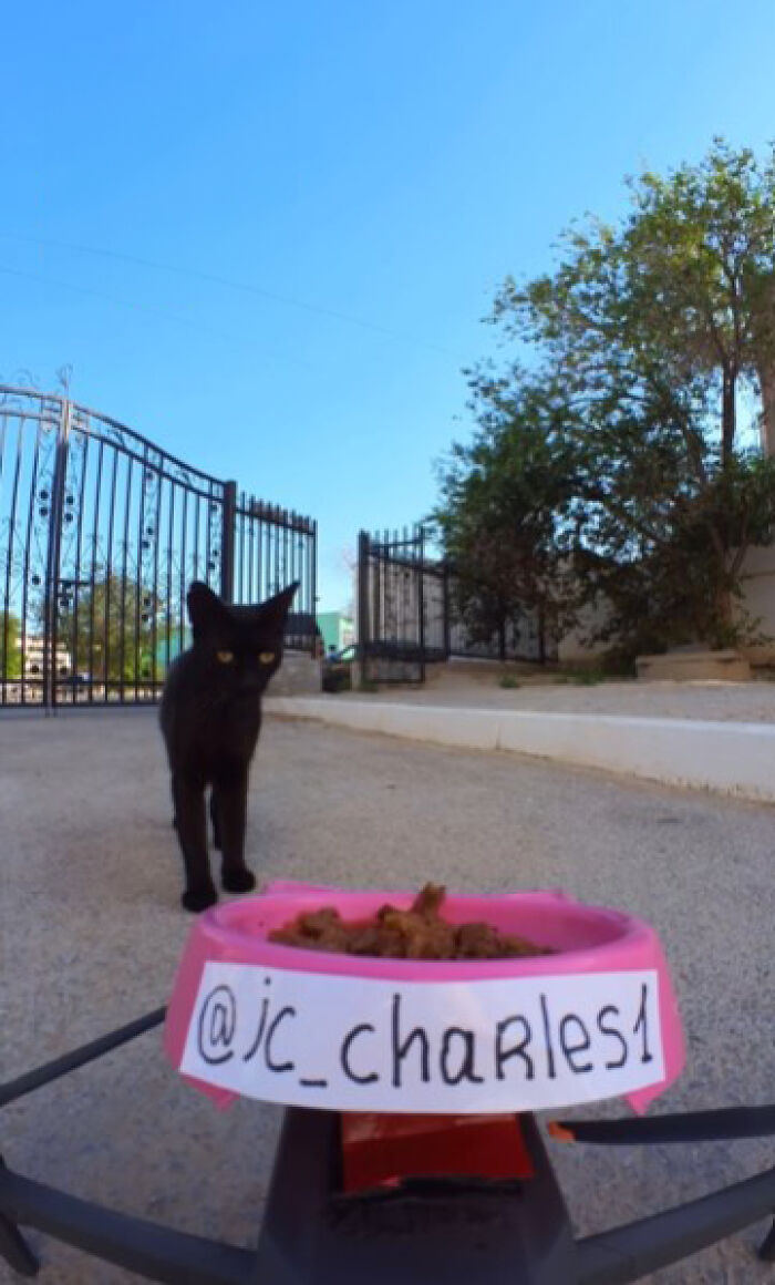A Man Uses A Drone To Look For Stray Cats And Feed Them (40 Pics + 1 Video)