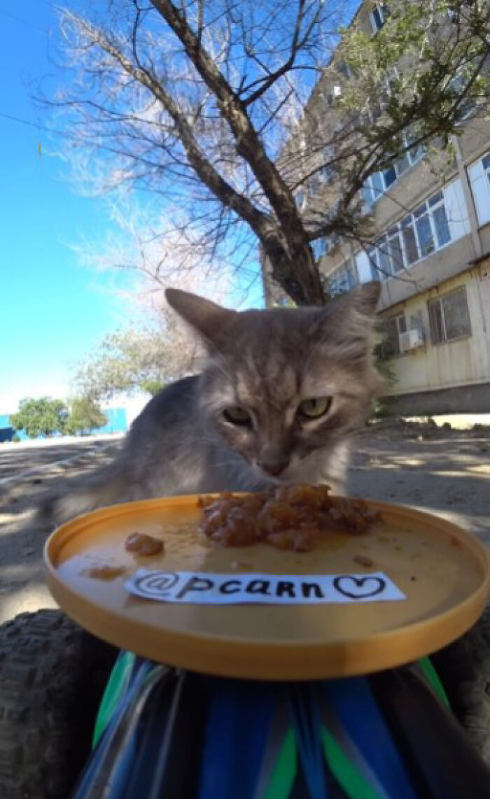 A Man Uses A Drone To Look For Stray Cats And Feed Them (40 Pics + 1 Video)
