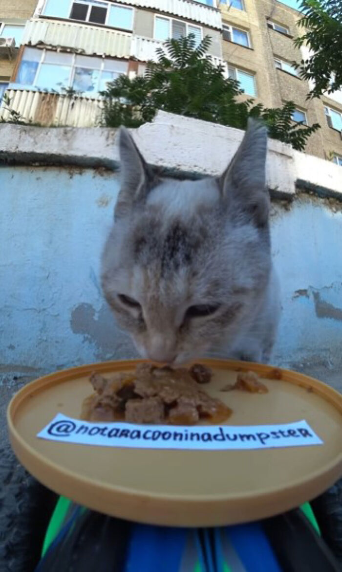 A Man Uses A Drone To Look For Stray Cats And Feed Them (40 Pics + 1 Video)