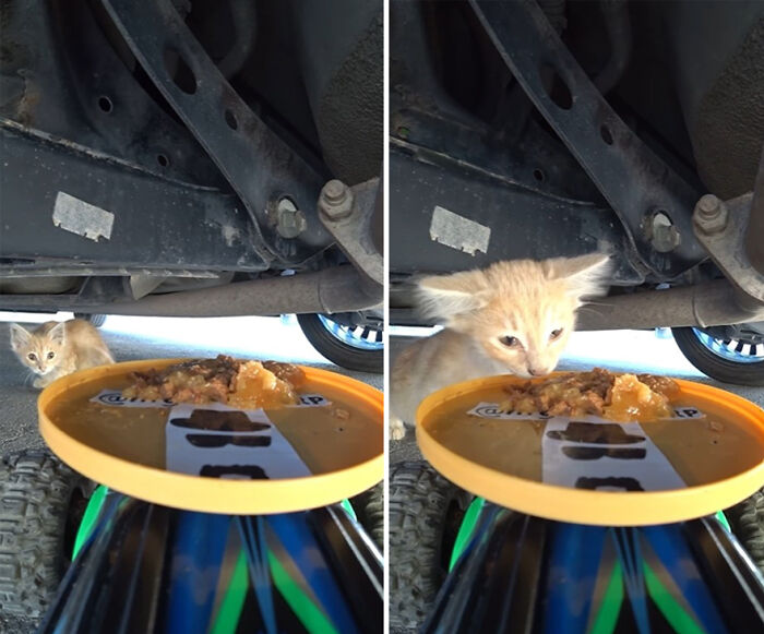 A Man Uses A Drone To Look For Stray Cats And Feed Them (40 Pics + 1 Video)