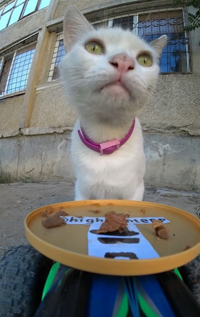A Man Uses A Drone To Look For Stray Cats And Feed Them (40 Pics + 1 Video)