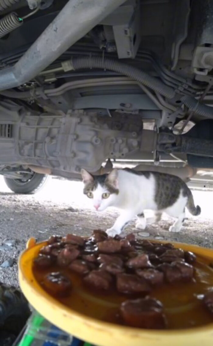 A Man Uses A Drone To Look For Stray Cats And Feed Them (40 Pics + 1 Video)