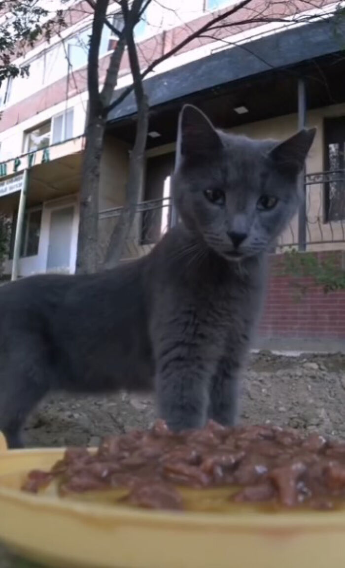 A Man Uses A Drone To Look For Stray Cats And Feed Them (40 Pics + 1 Video)
