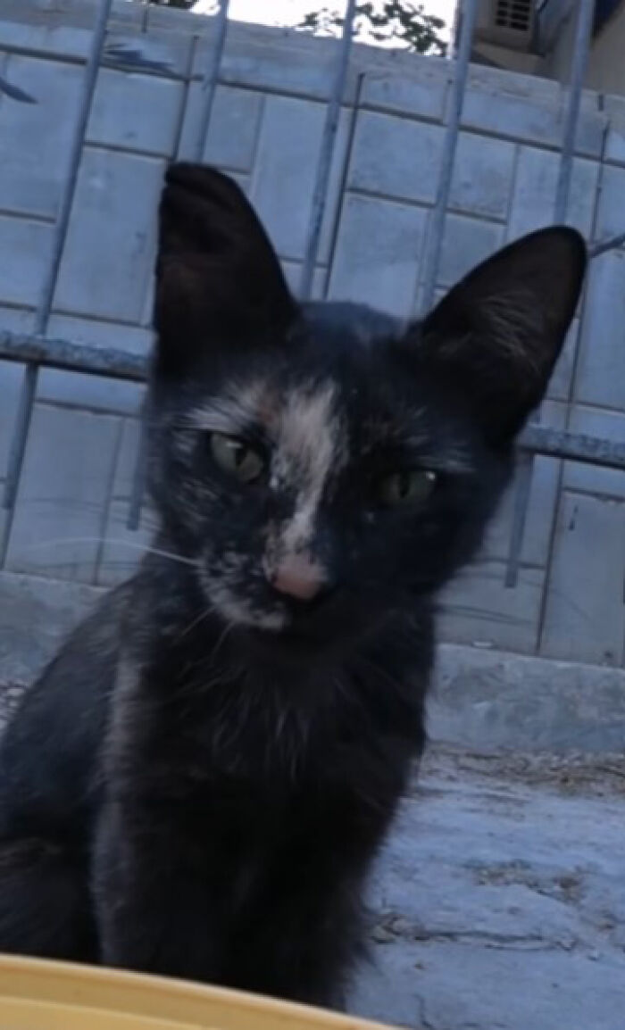 A Man Uses A Drone To Look For Stray Cats And Feed Them (40 Pics + 1 Video)