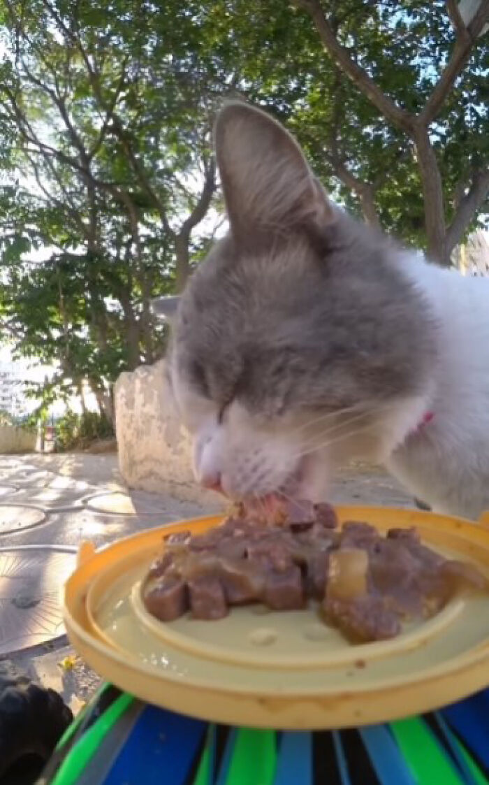 A Man Uses A Drone To Look For Stray Cats And Feed Them (40 Pics + 1 Video)