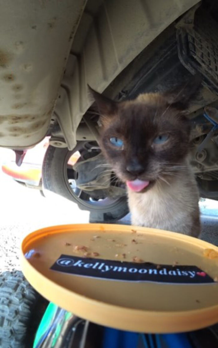 A Man Uses A Drone To Look For Stray Cats And Feed Them (40 Pics + 1 Video)