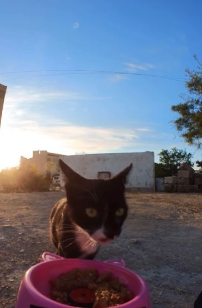 A Man Uses A Drone To Look For Stray Cats And Feed Them (40 Pics + 1 Video)