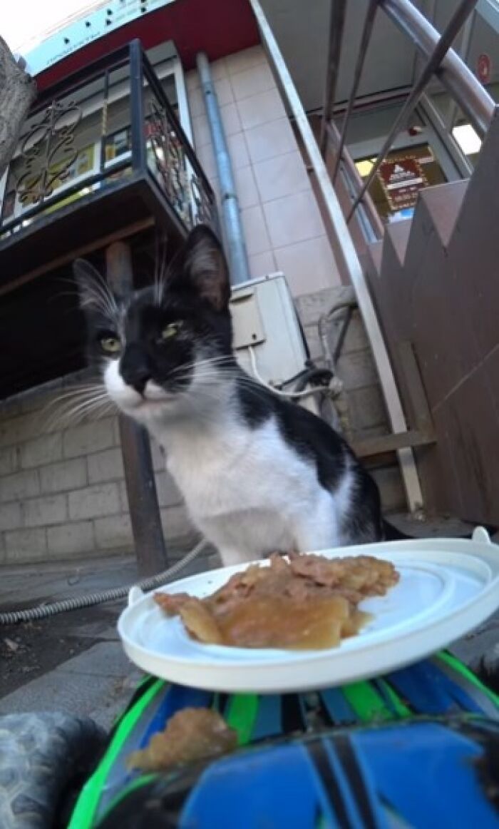 A Man Uses A Drone To Look For Stray Cats And Feed Them (40 Pics + 1 Video)