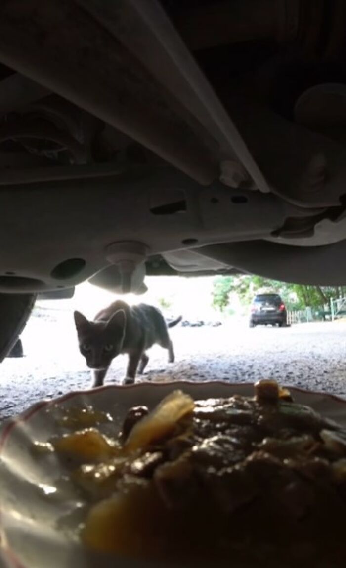 A Man Uses A Drone To Look For Stray Cats And Feed Them (40 Pics + 1 Video)