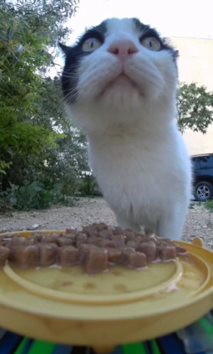 A Man Uses A Drone To Look For Stray Cats And Feed Them (40 Pics + 1 Video)