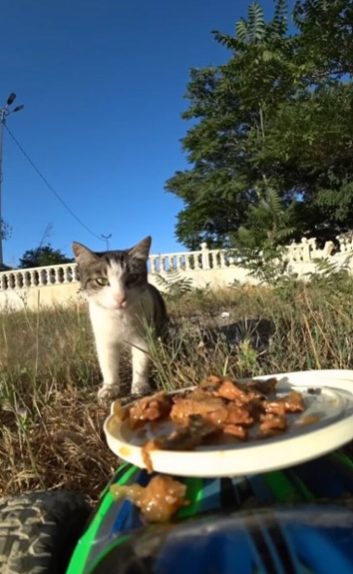 A Man Uses A Drone To Look For Stray Cats And Feed Them (40 Pics + 1 Video)