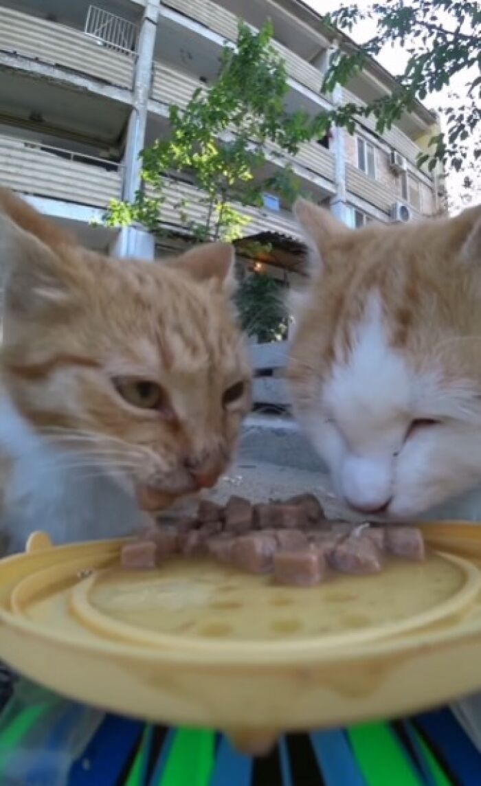 A Man Uses A Drone To Look For Stray Cats And Feed Them (40 Pics + 1 Video)