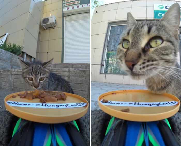 A Man Uses A Drone To Look For Stray Cats And Feed Them (40 Pics + 1 Video)