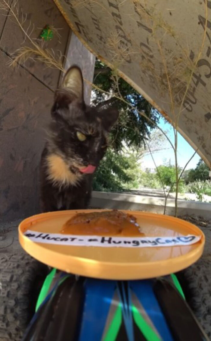 A Man Uses A Drone To Look For Stray Cats And Feed Them (40 Pics + 1 Video)