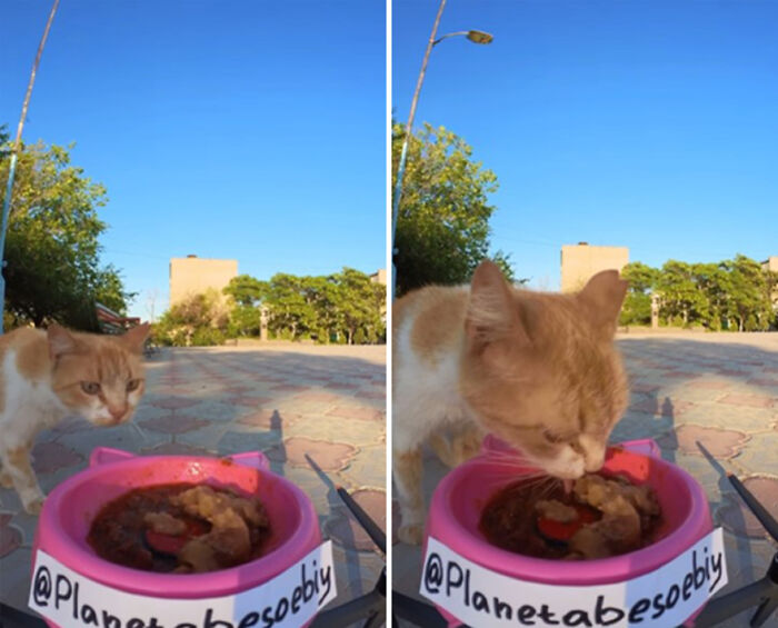 A Man Uses A Drone To Look For Stray Cats And Feed Them (40 Pics + 1 Video)