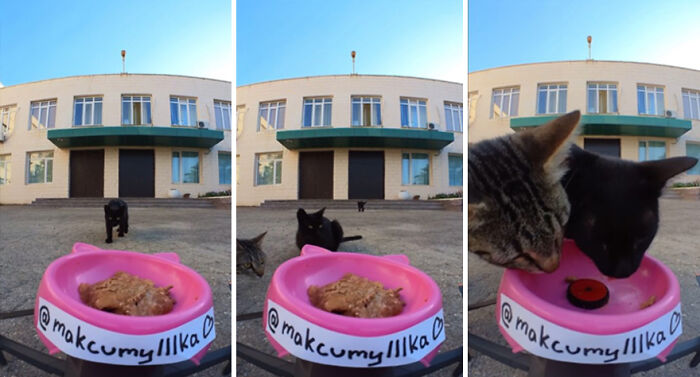 A Man Uses A Drone To Look For Stray Cats And Feed Them (40 Pics + 1 Video)
