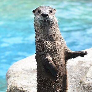 williamsutherland avatar