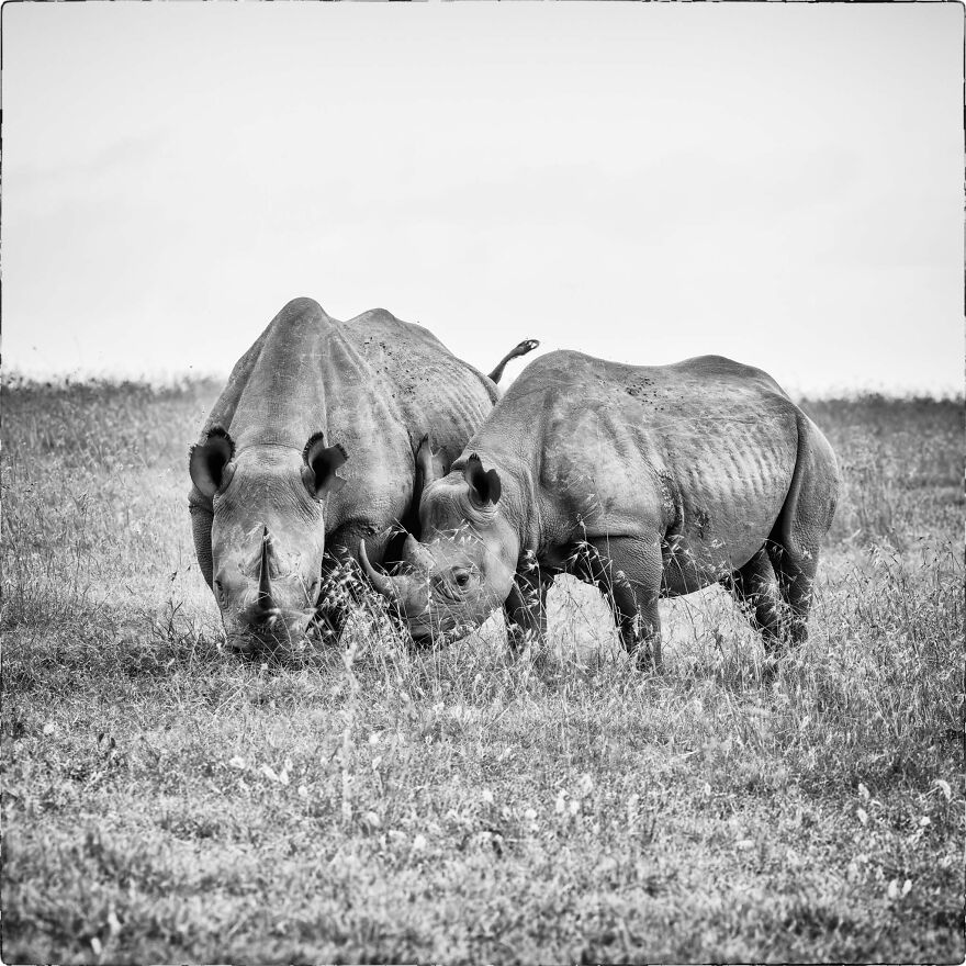 Black Rhino Mother And Baby