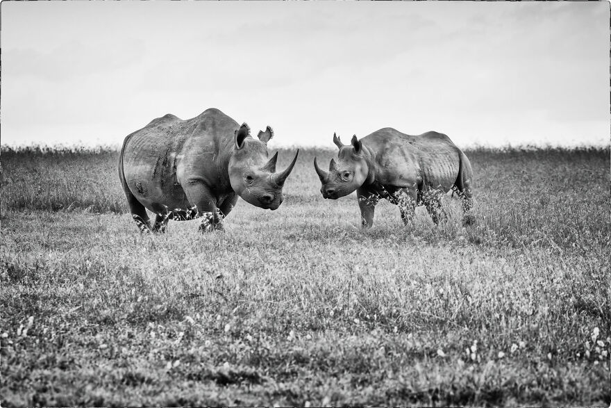 Black Rhino Mother And Baby