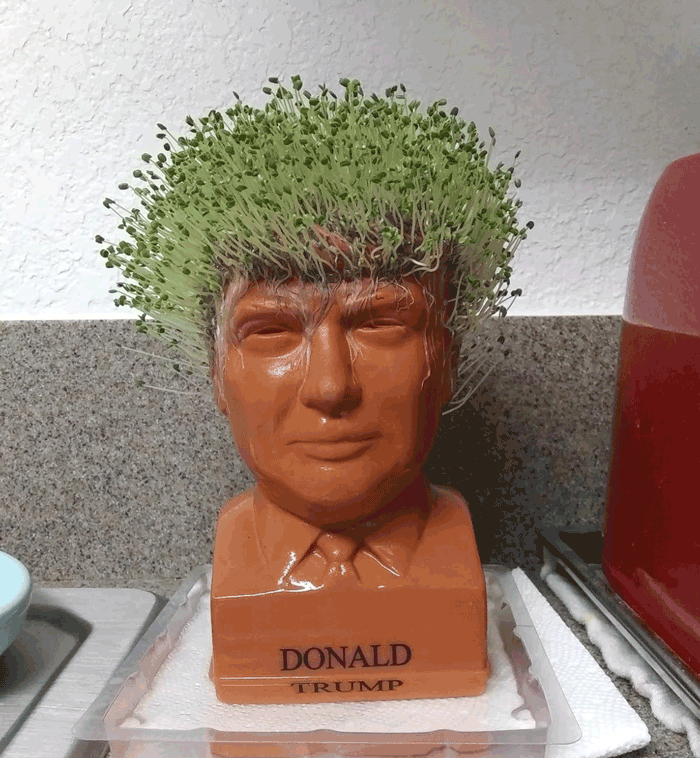 We Wonder If The Real Trump Just Stood In Some Water If His Hair Could Get As Lucious As His Chia Pet Counterpart?