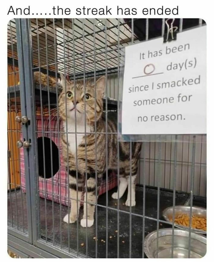 Mind-Numbing-Memes-Themuffreport