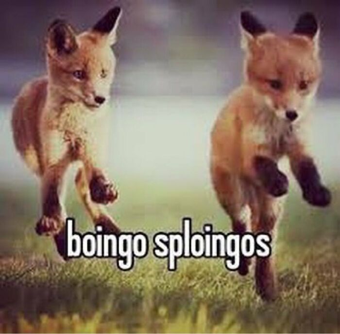 Pets-Rule-The-Universe-Pics