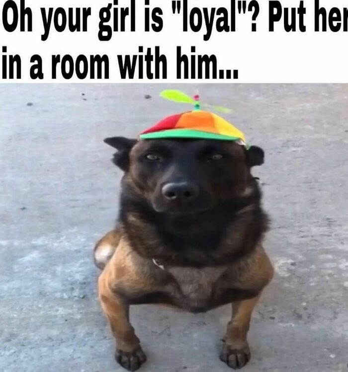 Pets-Rule-The-Universe-Pics