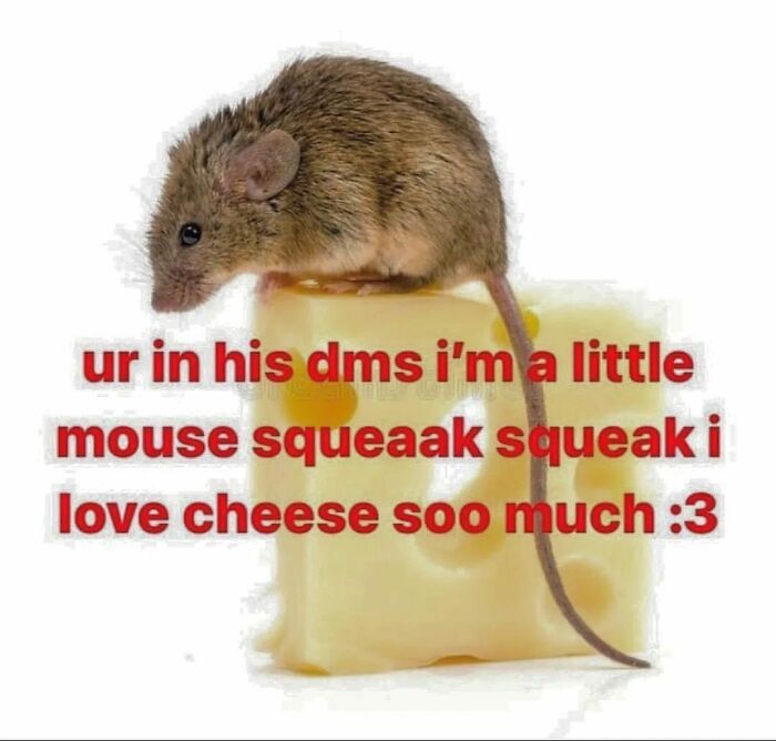 Pets-Rule-The-Universe-Pics