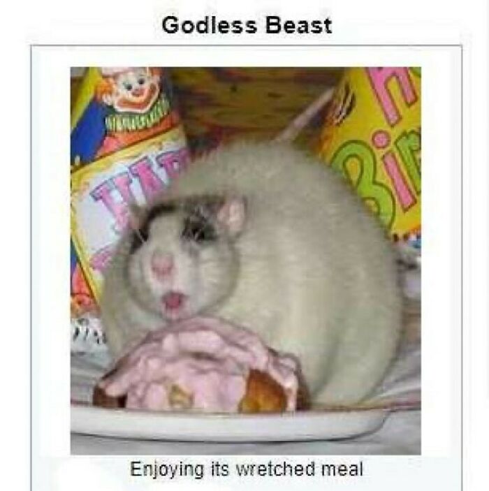 Pets-Rule-The-Universe-Pics