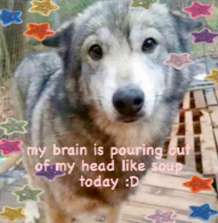 Pets-Rule-The-Universe-Pics