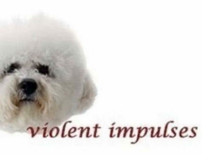 Pets-Rule-The-Universe-Pics